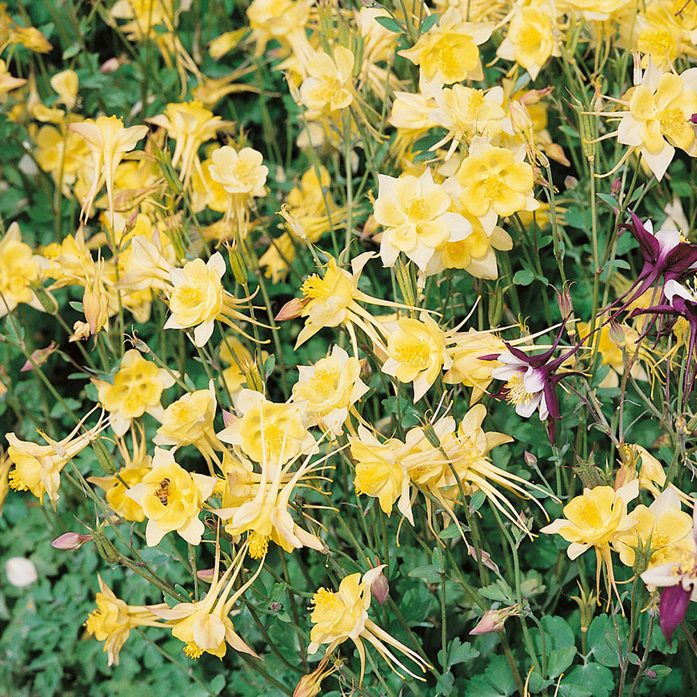 Aquilegia Columbine Swan Yellow Flowers
