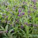 Comfrey Herb Garden Plants