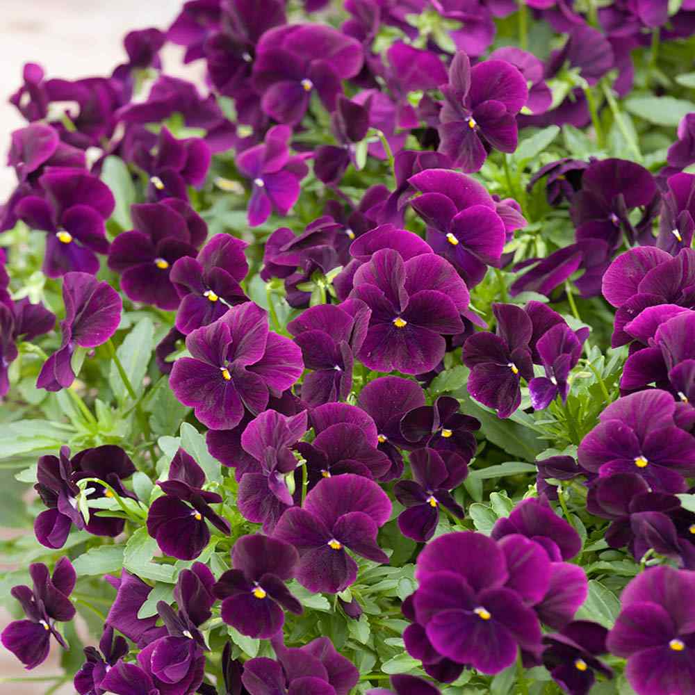 Pansy Purple Flowers