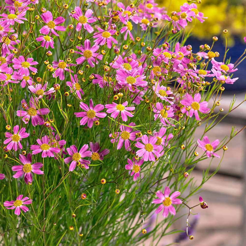 Lovely Perennial