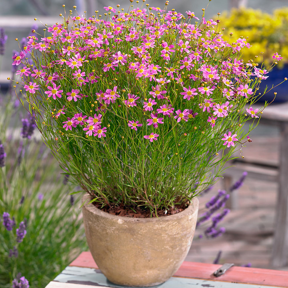 Excellent Clumping Flower