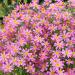 Coreopsis Rosea American Dream Flowers