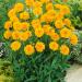 Coreopsis Early Sunrise Yellow Flowering Plant