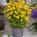 Coreopsis Early Sunrise Potted Plant