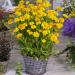 early sunrise coreopsis flowers