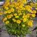 Coreopsis Early Sunrise Container Plant