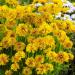 Coreopsis Grandiflora Early Sunrise Plant