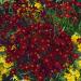 Coreopsis Mahogany Midget Garden Flowers
