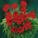 Coreopsis Mahogany Midget Flowers