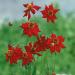 Coreopsis Tinctoria Mahogany Midget