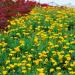 Coreopsis Early Sunrise Flower