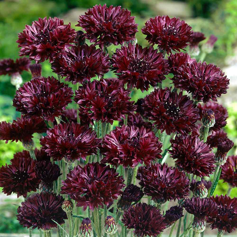 Cornflower Seeds - Centaurea Cyanus Black Ball Flower Seed