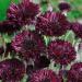 Centaurea Black Wildflower