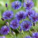 Dwarf Blue Cornflower