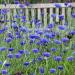 Short Blue Cornflower Flowers
