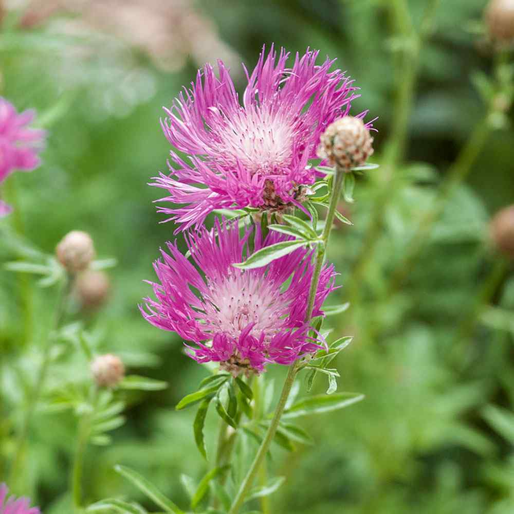 Cornflower Dealbata Wild Flowers