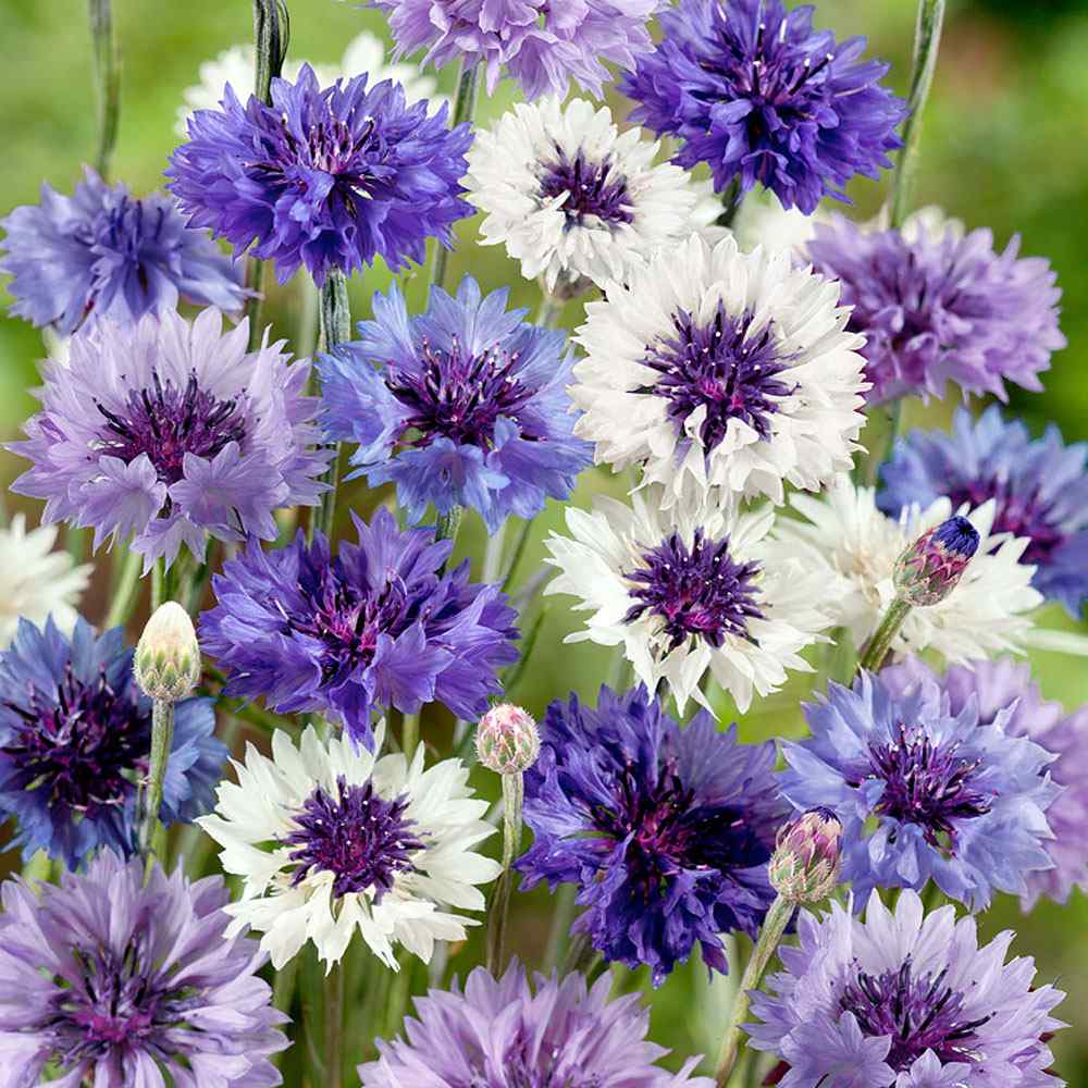 Cornflower Fantastic Wildflower Seed Mix