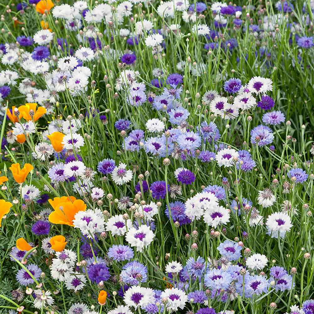 Cornflower Fantastic Flower Mix