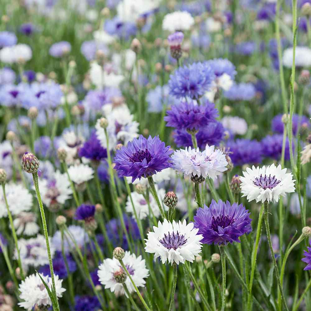 Cornflower Fantastic Plant Mix