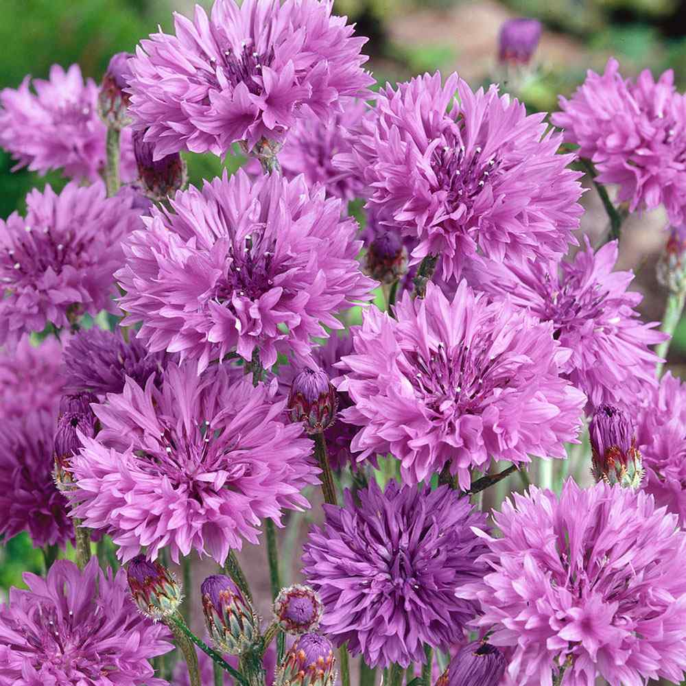 Bachelor's Button Mauve Cornflower Drought Tolerant Flower Seeds For