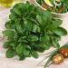 mache corn herb