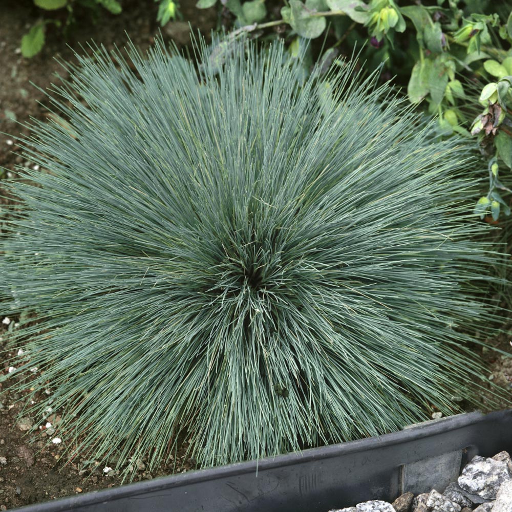 Corynephorus Spiky Blue Grass