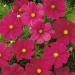 Cosmos Bipinnatus Sonata Carmine Cut Flowers