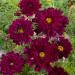 Cosmos Bipinnatus Double Click Cranberries