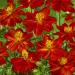 Cosmos Sulphureus Red Wild Flowers