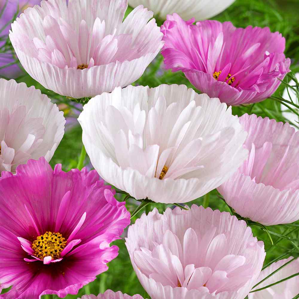 Cosmos Bipinnatus Cupcakes Seed Mix For Planting Blush Cut Flower