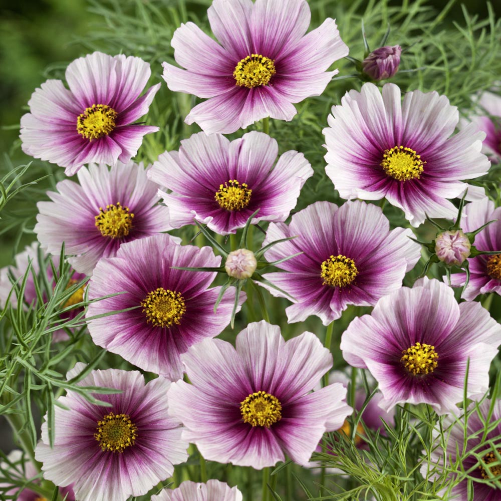 Cosmos DAYDREAM Pastel/Pink Flowers 3-5' Tall NEW Hybrid Non-GMO 50 Seeds 