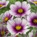 Cosmos Daydream Garden Flowers