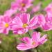 Cosmos Gloria Wild Flower Seed