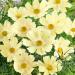 Cosmos Bipinnatus Lemonade Flowers