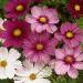 Cosmos Bipinnatus Wildflower Mix