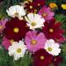 Cosmos Bipinnatus Wild Flower Seed Mix