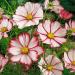 Cosmos Bipinnatus Picotee Wildflowers