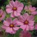 Cosmos Bipinnatus Pinkie Wild Flower Seed