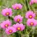 Cosmos Pinkie Wild Flower Seed