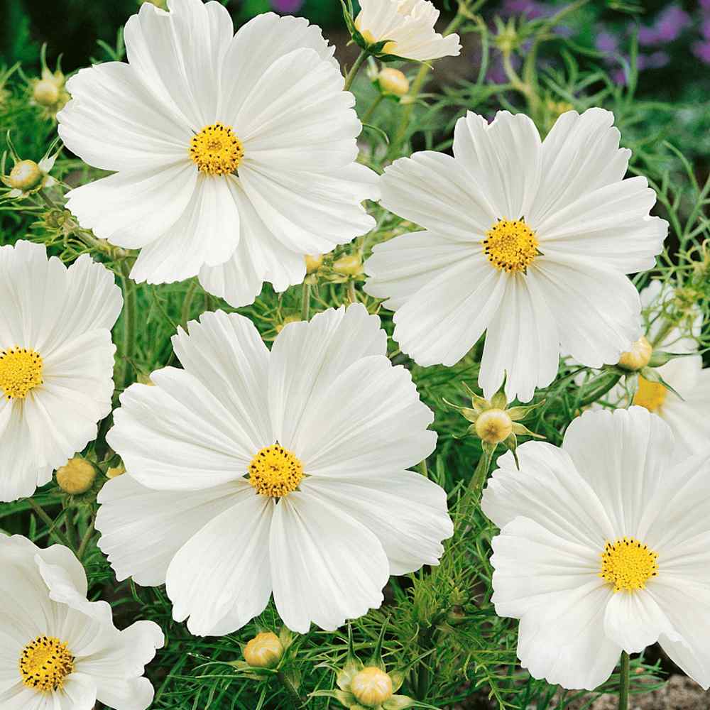 Cosmos White Wildflower