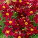 Cosmos Bipinnatus Sonata Red Shades Cut Flowers