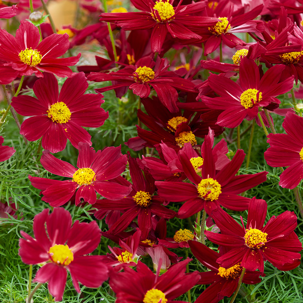 Drought Tolerant Cosmos Bipinnatus Sonata Red Shades Garden Flower Seeds
