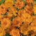 Cosmos Sulphureus Orange Wild Flower Seed