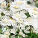 Cosmos White Popsocks Flower Meadow