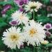 Perennial Crazy Daisy Wildflowers