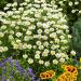 Chrysanthemum Paludosum Garden Flowers