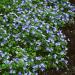 Veronica Repens Speedwell Groundcover