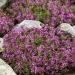 Creeping Thyme Magic Carpet Groundcover