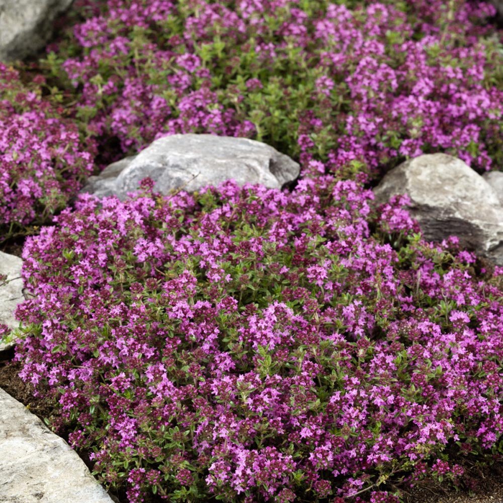 Creeping Thyme Seed Thymus Serpyllum, Creeping Thyme Ground Cover Seeds