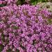 thyme groundcover short purple plant